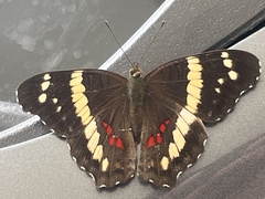 Anartia fatima
