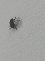 Curculionoidea