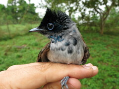 Terpsiphone atrochalybeia