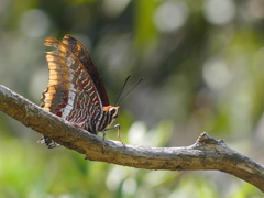 Charaxes jasius