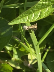 Parapediasia teterrellus