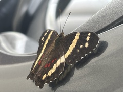 Anartia fatima