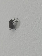 Curculionoidea