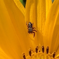 Phidippus