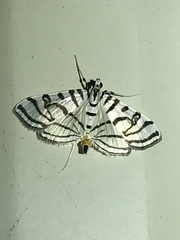 Conchylodes ovulalis
