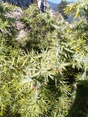 Juniperus oxycedrus