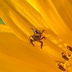 Phidippus