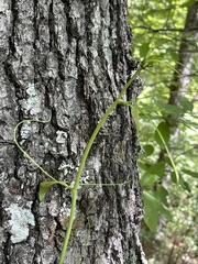 Smilax bona-nox