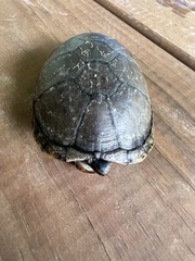 Kinosternon subrubrum hippocrepis