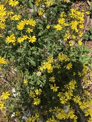 Senecio squalidus rupestris