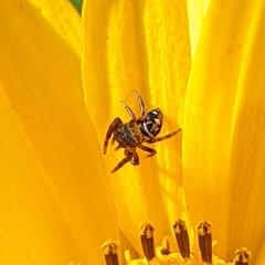 Phidippus
