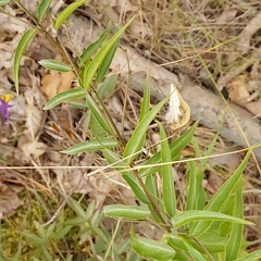 Vincetoxicum hirundinaria