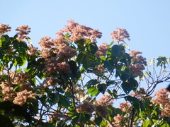 Heliocarpus americanus