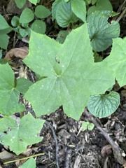 Hydrophyllum canadense