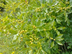 Ilex verticillata