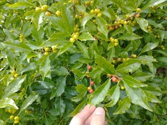 Ilex verticillata
