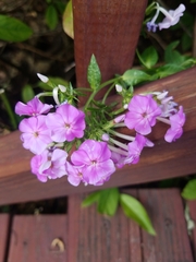 Phlox paniculata