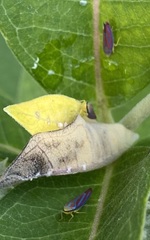 Graphocephala coccinea