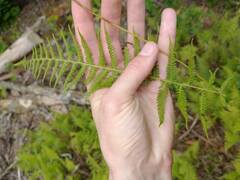 Thelypteris palustris