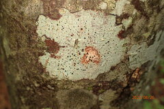 Bacidia schweinitzii