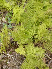 Thelypteris palustris