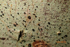 Bacidia schweinitzii