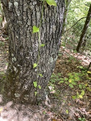 Smilax bona-nox