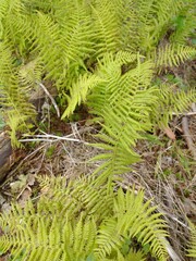 Thelypteris palustris