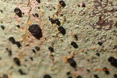 Bacidia schweinitzii