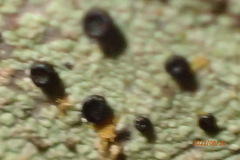 Bacidia schweinitzii