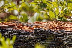 Aspidoscelis sexlineatus