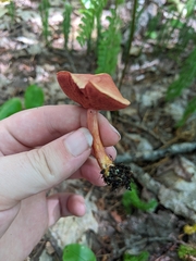 Chalciporus rubinellus