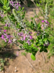 Aloysia macrostachya