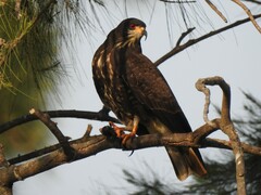 Rostrhamus sociabilis