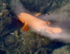 Hypsypops rubicundus