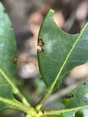 Mycosphaerella colorata