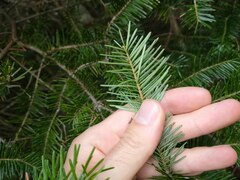 Abies balsamea