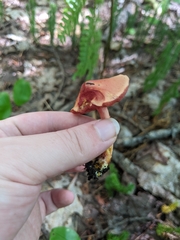 Chalciporus rubinellus