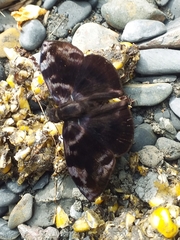 Pyrginae