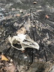 Leporidae