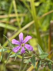 Lythrum alatum alatum