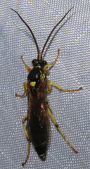 Ichneumon