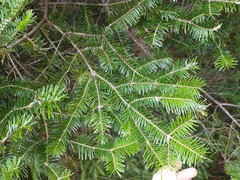 Abies balsamea