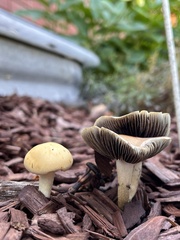 Leratiomyces percevalii