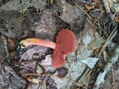 Chalciporus rubinellus