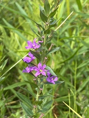 Lythrum alatum alatum