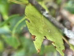 Mycosphaerella colorata
