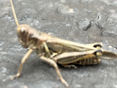 Melanoplus sanguinipes