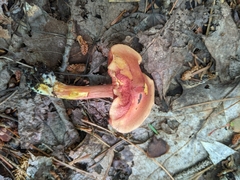 Chalciporus rubinellus