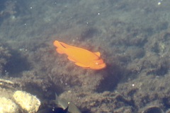 Hypsypops rubicundus